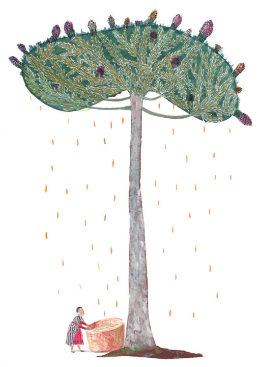 Árbol Pehuen  que llueve el fruto sagrado del Pueblo Mapuche